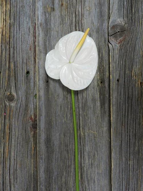 WHITE ANTHIRIUM